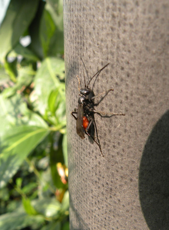 Sphecidae? No. Pompilidae con addome rosso e nero